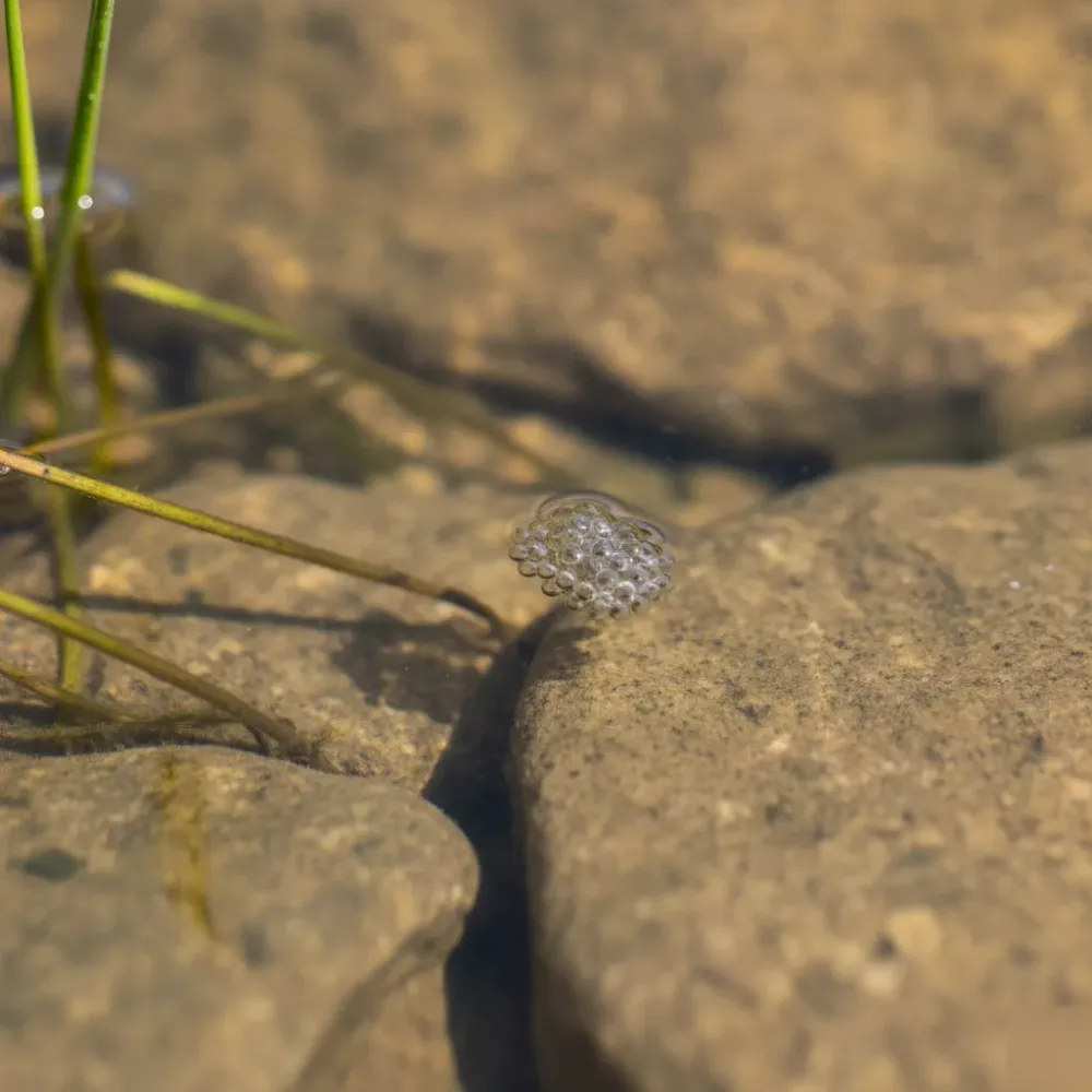 naturpool-wasserflaeche-kieselsteine-biologisch-welzheim Nahaufnahme der klaren Wasseroberfläche eines Naturpools mit Kieselsteinen und Pflanzen.