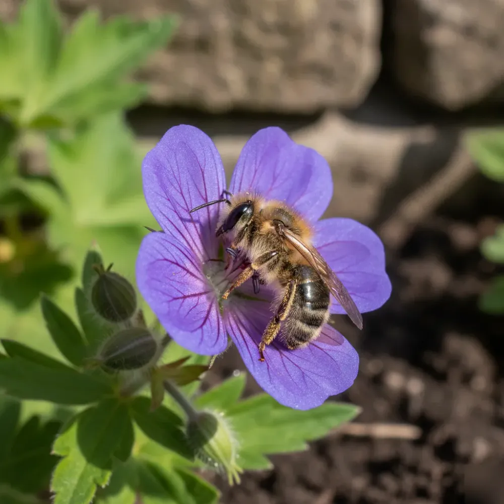 wildbiene-storchschnabel-bluete-naturnaher-garten-welzheim Wildbiene auf violetter Storchschnabel-Blüte in einem naturnahen Gartenbeet in Welzheim.